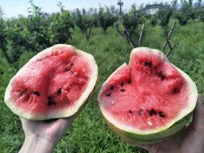 吃瓜群众怎么投稿