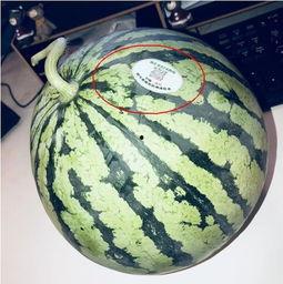 2019网红吃瓜,盘点年度热门事件与幕后真相