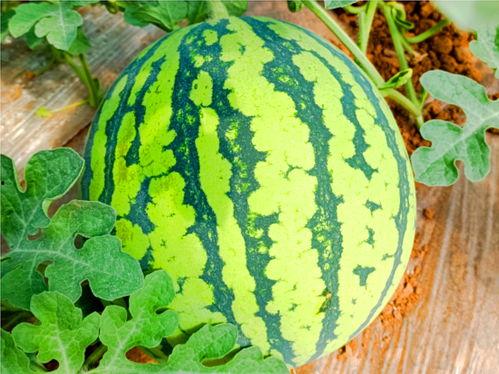 安佐吃瓜密码,探寻娱乐圈背后的真相