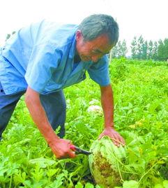 田间地头吃瓜诗句