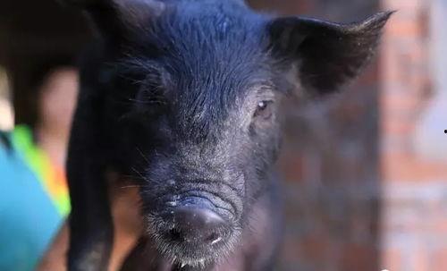 黑猪吃瓜切片视频,切片视频萌态十足