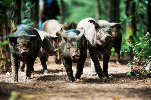 黑猪吃瓜切片视频,切片视频萌态十足