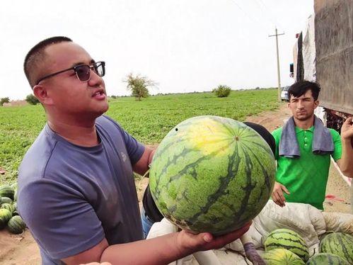 伊犁吃瓜新闻事件,一场引发热议的“瓜田”风波