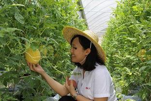 青州高柳吃瓜,瓜香四溢，品味夏日田园风情