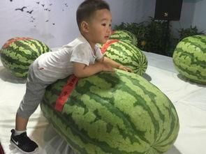 网吧事件吃瓜,揭秘网络暴力背后的真相