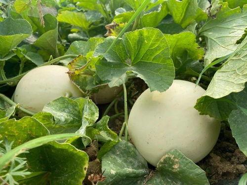 贺儿吃瓜,揭秘娱乐圈那些不为人知的幕后故事