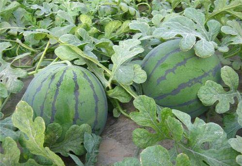 农大跳舞吃瓜,瓜果飘香共度欢乐时光