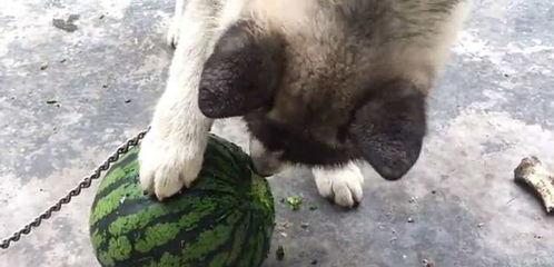 猎兔吃瓜,瓜田里的意外收获