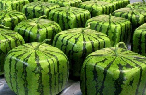 全网吃瓜大合集,盘点年度热门事件与热议瞬间