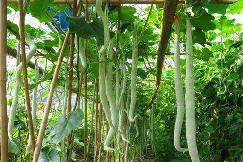 天天吃蛇瓜,天天吃蛇瓜，健康美味两不误