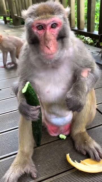 女人吃瓜像猴子视频,揭秘女人吃瓜如猴子的趣味瞬间