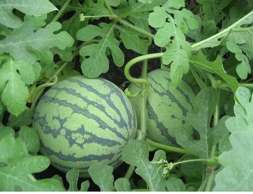 萤火吃瓜,一场夏夜的自然交响曲