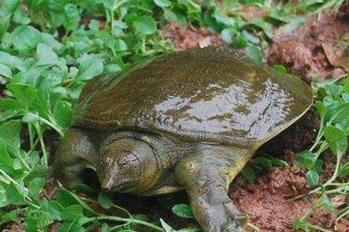 石瓜和甲鱼能一起吃吗,探究能否同食的饮食奥秘