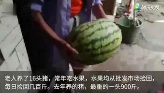 论坛吃瓜,揭秘网络热议背后的真相与笑料
