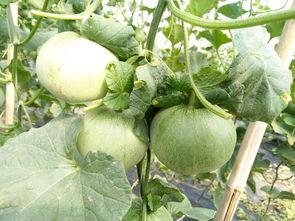 论坛吃瓜,揭秘网络热议背后的真相与笑料