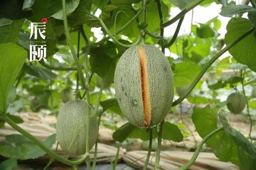 吃瓜休息站,网络热议背后的真相与趣味