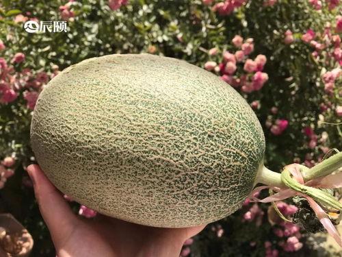 吃瓜休息站,网络热议背后的真相与趣味