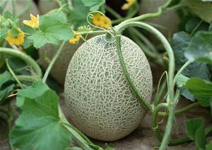 人流过后吃不吃哈密瓜,适宜还是禁忌？