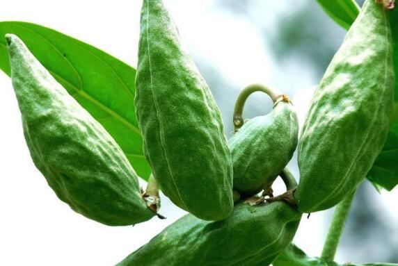 空腹吃牛角瓜行吗,空腹食用牛角瓜的适宜性探讨
