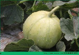 空腹吃牛角瓜行吗,空腹食用牛角瓜的适宜性探讨