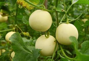 利利吃瓜,揭秘娱乐圈的甜蜜与苦涩