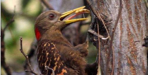 带你吃瓜奇葩鸟
