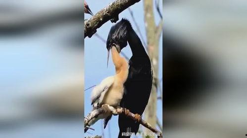 带你吃瓜奇葩鸟