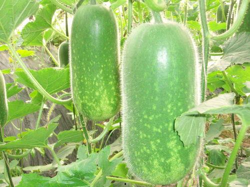 减肥可以吃小乳瓜,美味与健康的完美结合