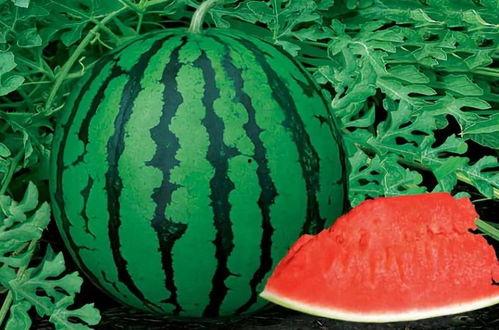 元媛子吃瓜,揭秘娱乐圈幕后真相