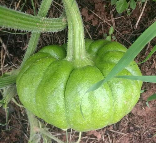 过敏体质可以吃姜柄瓜吗,姜柄瓜的食用指南