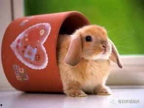 远山乔兔兔吃瓜,远山乔兔兔的瓜田奇遇记