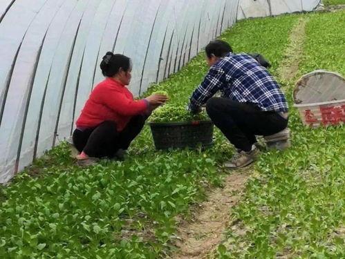临朐吃瓜合作社,打造特色农业新名片