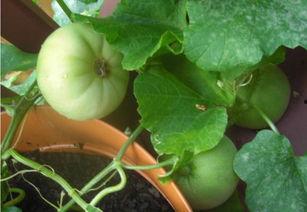 摸鱼资吃瓜,网络时代的娱乐新风尚