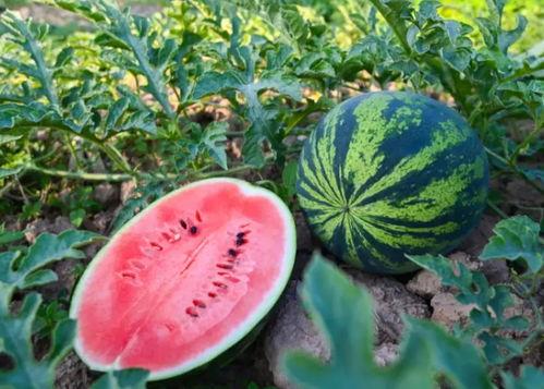 当今吃瓜,吃瓜群众如何成为幕后推手