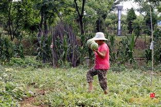 枣庄吃瓜直播,带你领略当地特色美食与风土人情