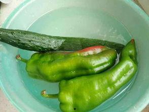 辣瓜怎样吃,解锁美味新境界