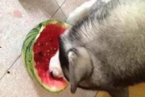 回村后吃瓜,见证乡村变迁的别样视角