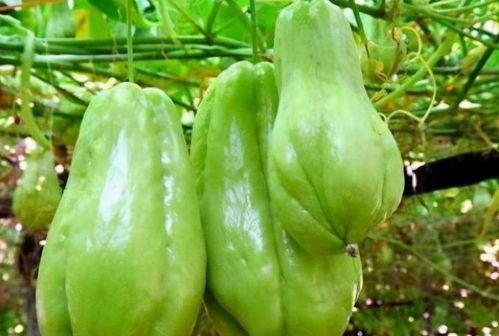 孕9周可以吃佛手瓜吗