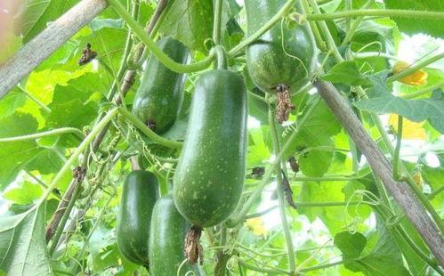 吃瓜吃瓜原创,揭秘娱乐圈那些不为人知的幕后故事