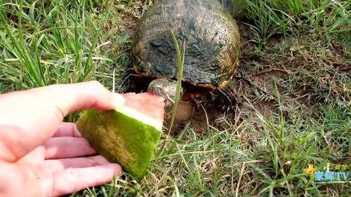 乌龟吃瓜搞笑配音,搞笑配音，欢乐无限