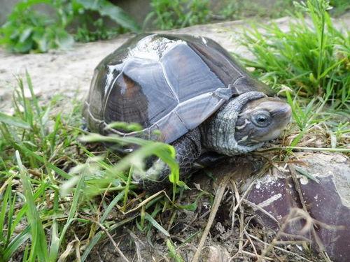 乌龟吃瓜搞笑配音,搞笑配音，欢乐无限