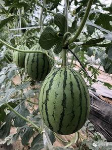 大网红吃瓜网页,热门事件背后的真相与笑料