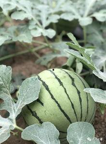 大网红吃瓜网页,热门事件背后的真相与笑料