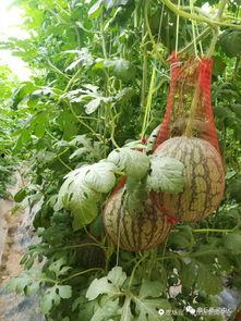 丁山汽车吃瓜,吃瓜群众眼中的汽车江湖风云