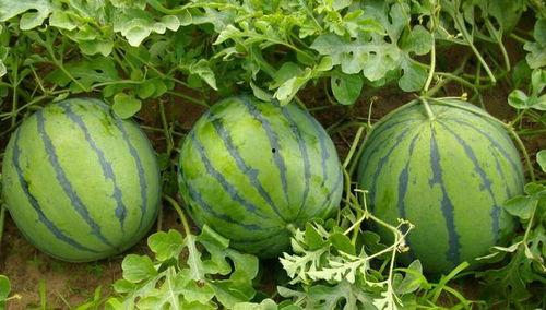 可乐吃瓜,夏日清凉新风尚