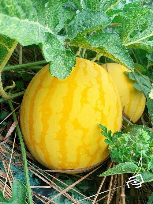 海经校园吃瓜,吃瓜群众揭秘校园美食江湖