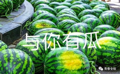 海经校园吃瓜,吃瓜群众揭秘校园美食江湖