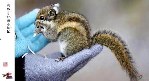 吃瓜的松鼠小说大全,揭秘小说世界中的趣味故事与人物