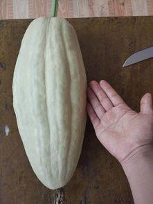 瓜叶过夜可吃吗,瓜叶过夜安全食用指南