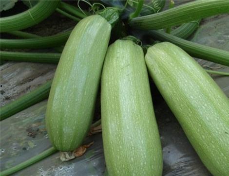 月子小瓜可以吃吗,小瓜能否成为营养佳选？